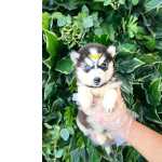 Husky Siberiano So Minhas Pessoas Favoritas 119-72.7277-78
