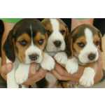 Beagle Filhotes Lindos Vacinados Recibo Garantia Pedigree