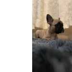 Filhote De Bulldog Frances