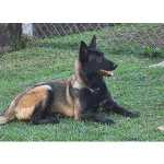 Doao Pastor Malinois