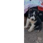 Husky Siberiano