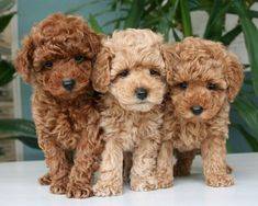 Poodle