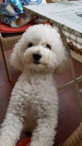 Poodle