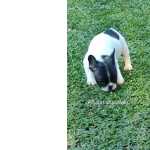 Filhotes De Bulldog Francs