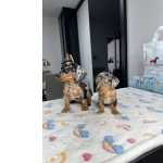 Teckel Arlequim Prata Miniatura Fmea Basset Dachshund Salsichinha