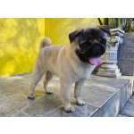 Pug - Lindo Filhote Macho Castrado E Com Vacinao Completa! Parcelamos!