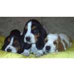 Basset Hound Extremamente Doceis