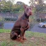 Dobermann Europeu - Filhotes De Doberman Descendentes De Multicampees Europeus