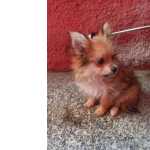 Doao/ Troca Leia Spitz Fmea P/ O 1 Que Chegar