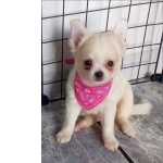 Chihuahua