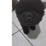 Filhotes De Chow Chow