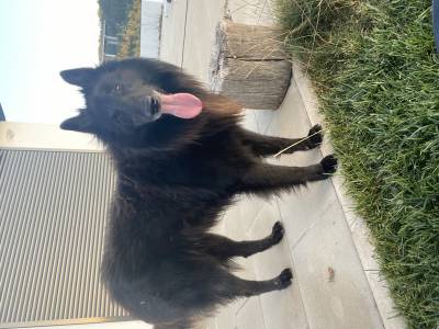 Procuro namorada para Pastor Belga Groenendael