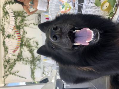 Procuro namorada para Pastor Belga Groenendael