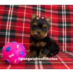 Filhote de Yorkshire em So Paulo