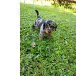 Dachshund Pelo Longo Arlequim Miniatura
