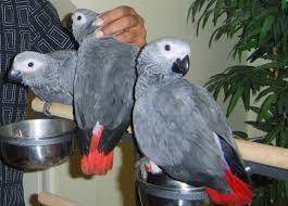 Papagaios africanos disponvel bbes