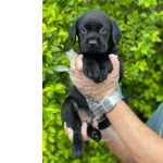 Labrador Europeu - Lindos Filhotes Disponveis, Com Todo Suporte Que Voc Precisa!