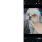 Vendo Um Shih Tzu Dois Anos Bom De Cruza