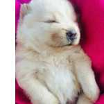 Chow Chow Beleza E Carinho