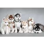 Husky Siberiano
