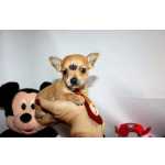 Pinscher Machos Mini Lindos Disponveis