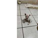 Bulldog Francs