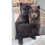 Trs Filhotes Chow Chow