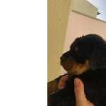 Venda De Rottweiler timo Co De Guarda