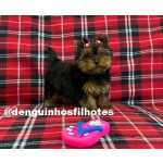 Yorkshire Terrier no ABC