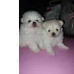 Dois Filhotes De Spitz Alemo