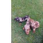 Dachshund Disponveis