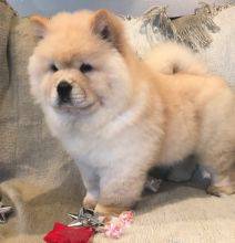 Machos e fêmeas cachorros Chow Chow disponíveis