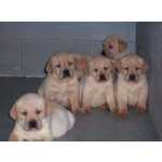 Labrador Lindos Filhotes
