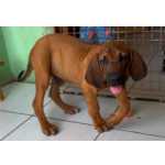 Fila Brasileiro @canil_barao_nordestino