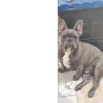 Bulldog Francs Macho Cinza