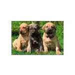 Fila Brasileiro Entregamos Hoje
