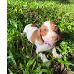 Dachshund - Linguicinha Ou Salsicha Cores Raras