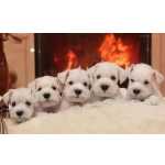 Filhotes De Schnauzer Miniatura