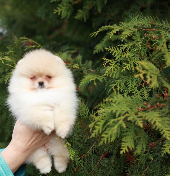 Spitz Alemo Ano e ou Lulu da Pomernia  CREME com LOP e AFIXO