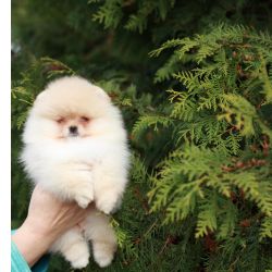Spitz Alemo Ano e ou Lulu da Pomernia  CREME com LOP e AFIXO