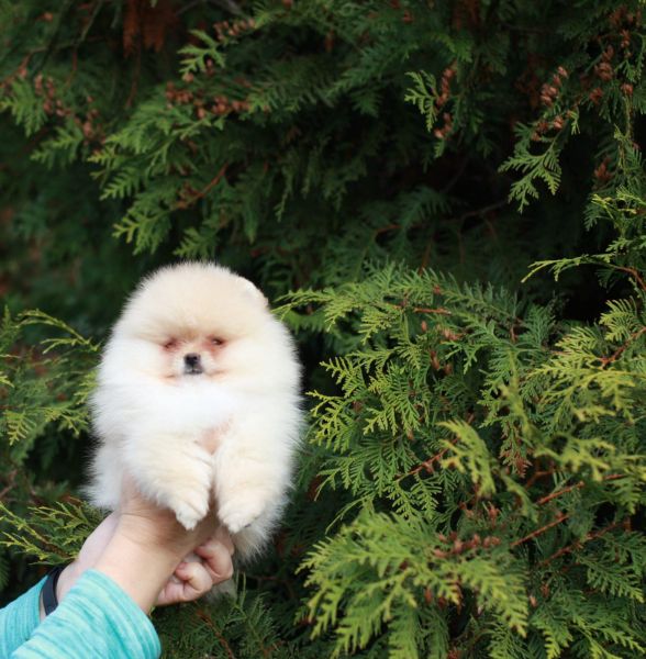 Spitz Alemo Ano e ou Lulu da Pomernia  CREME com LOP e AFIXO