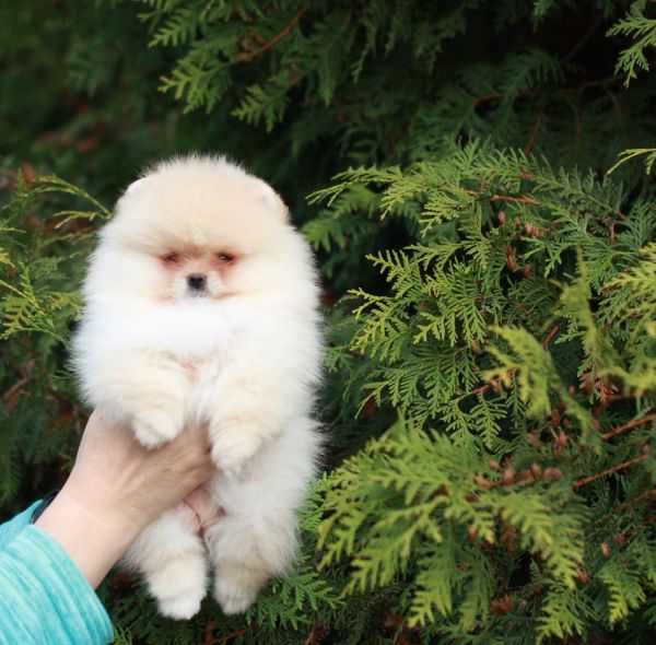 Spitz Alemo Ano e ou Lulu da Pomernia  CREME com LOP e AFIXO