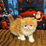 Lindos gatinhos persas para ado��o