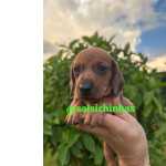 Dachshund