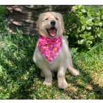 Filhote De Golden Retriever Fmea * Fotos Reais*
