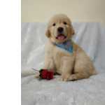 Golden Retriever Macho Lindo