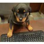 Filhotes De Rottweiler - Fofura E Carinho Que Voc Merece!