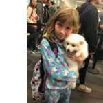 Machos e f�meas cachorros Spitz Japon�s dispon�veis