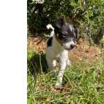 Fox Paulistinha Vibrante