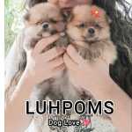 Filhotes De Spitz Alemo Fmeas